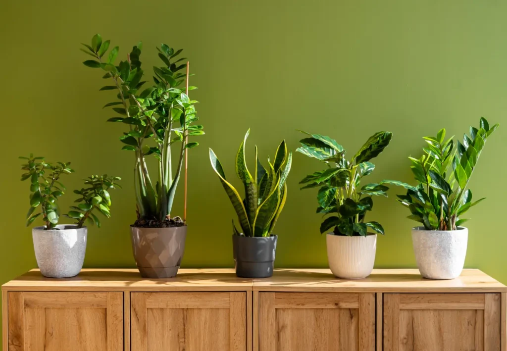 Best Plants for Beginners: A No-Fail Garden Guide
